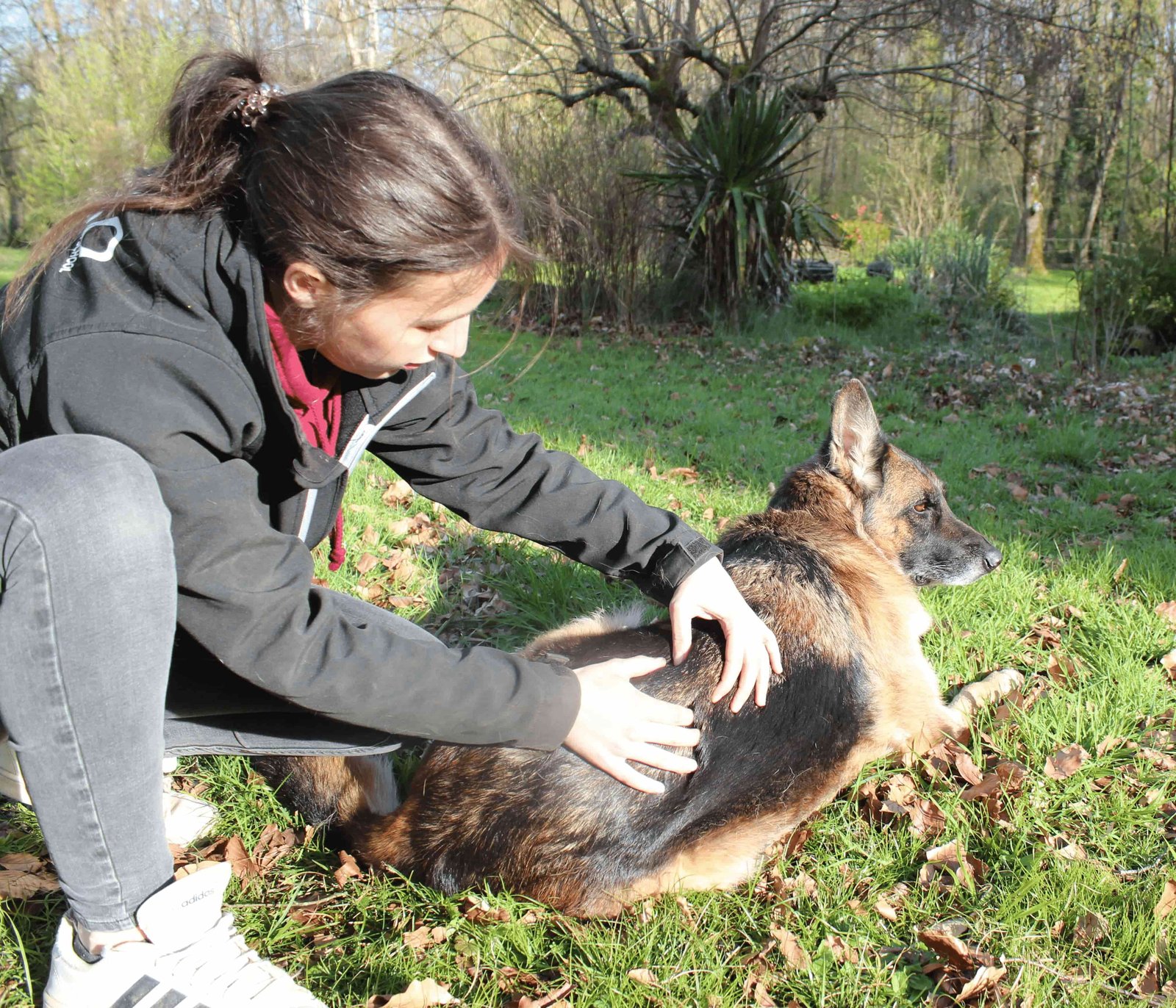 Consultation d'ostéopathie animale pour chien
